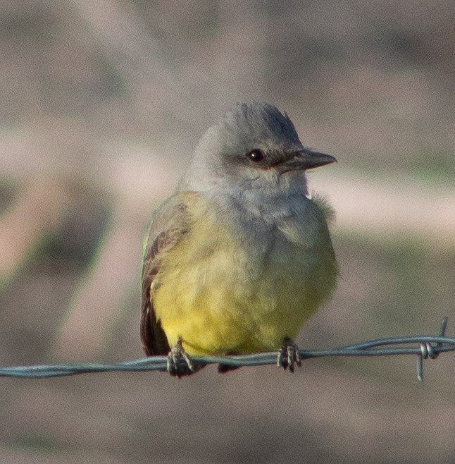 Western Kingbird - ML636369440