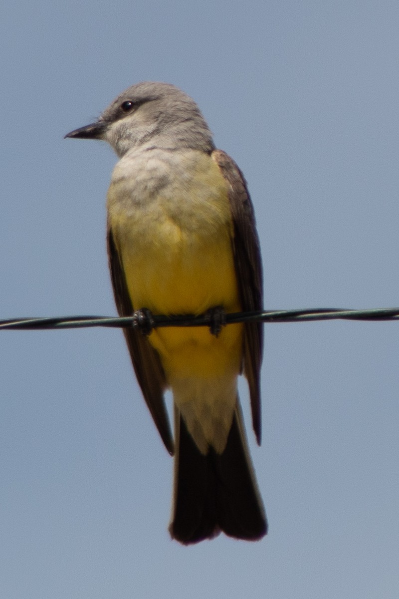 Western Kingbird - ML636369441