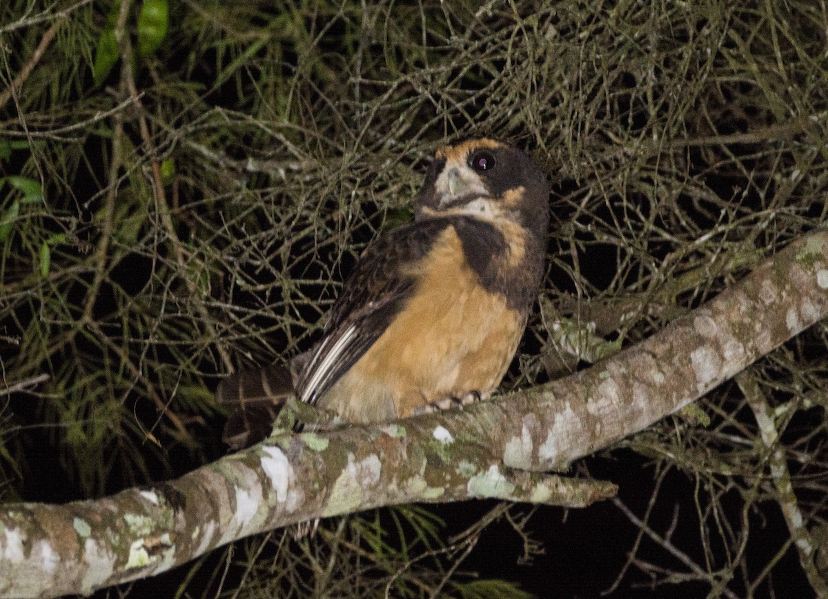 Tawny-browed Owl - ML636369452