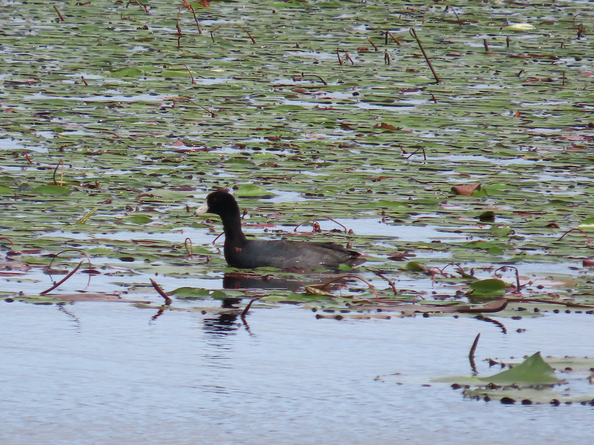 lyska americká - ML636369523