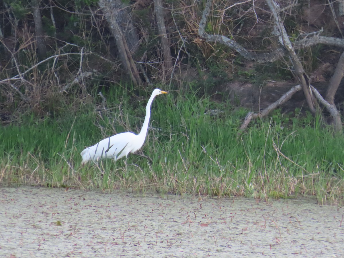 volavka bílá - ML636369530