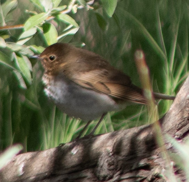 Swainson's Thrush - ML636369548