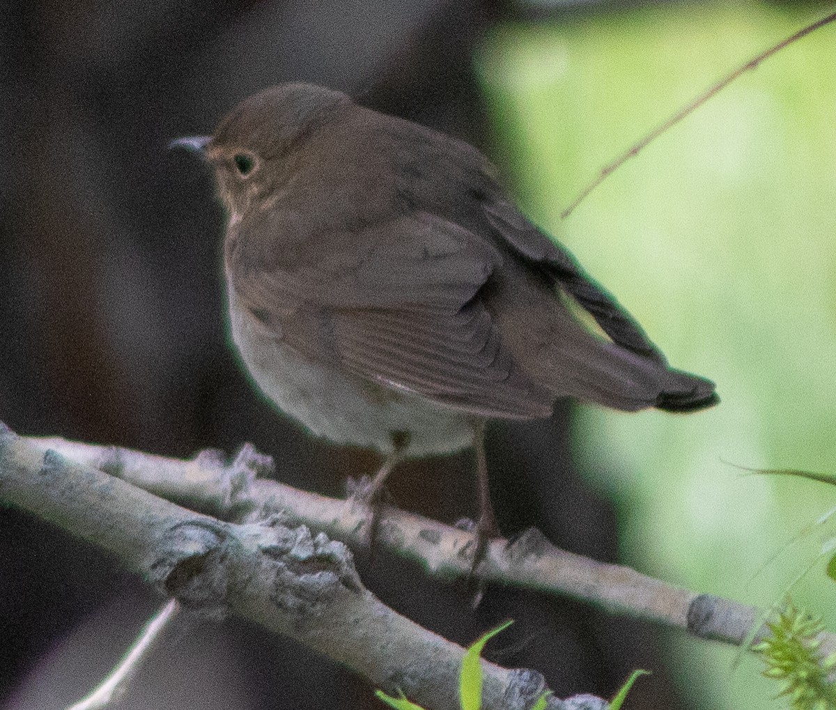 Swainson's Thrush - ML636369549