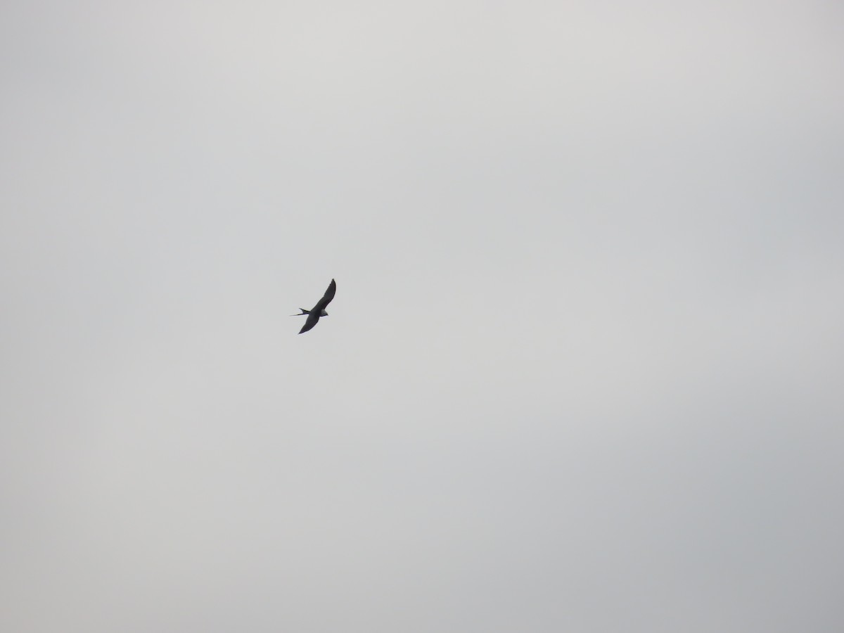 luňák vlaštovčí - ML636369552