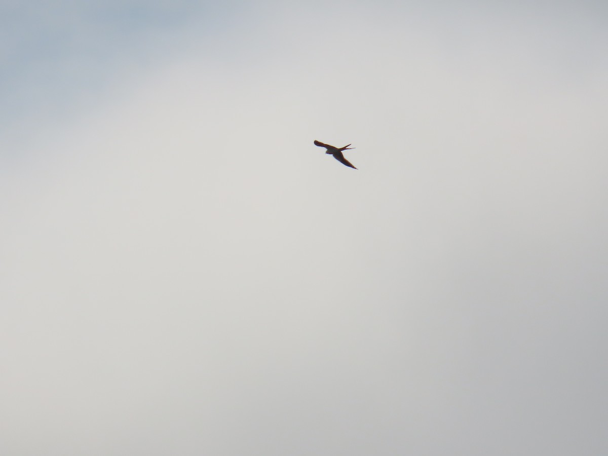 luňák vlaštovčí - ML636369553