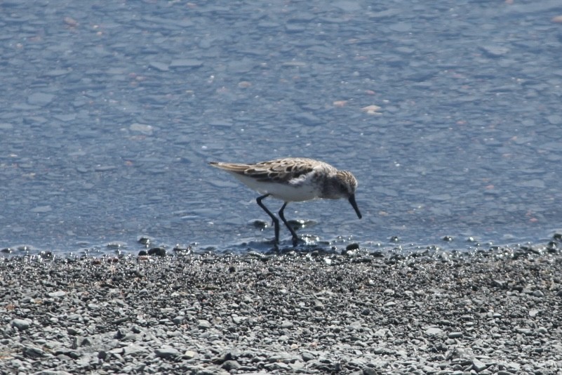 Semipalmated Sandpiper - ML636369574
