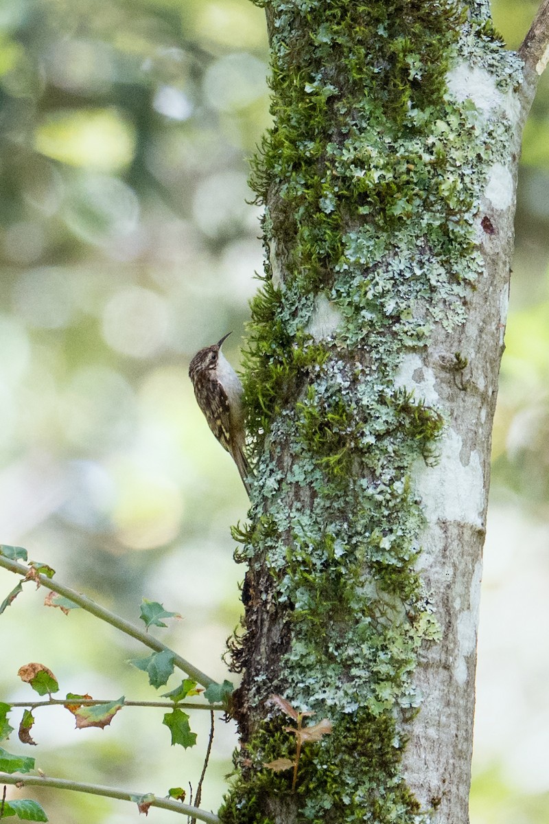 Brown Creeper - ML636369575