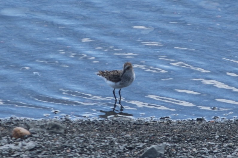 Semipalmated Sandpiper - ML636369581