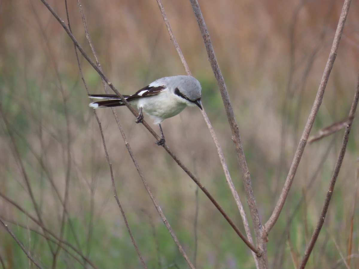 ťuhýk americký - ML636369585