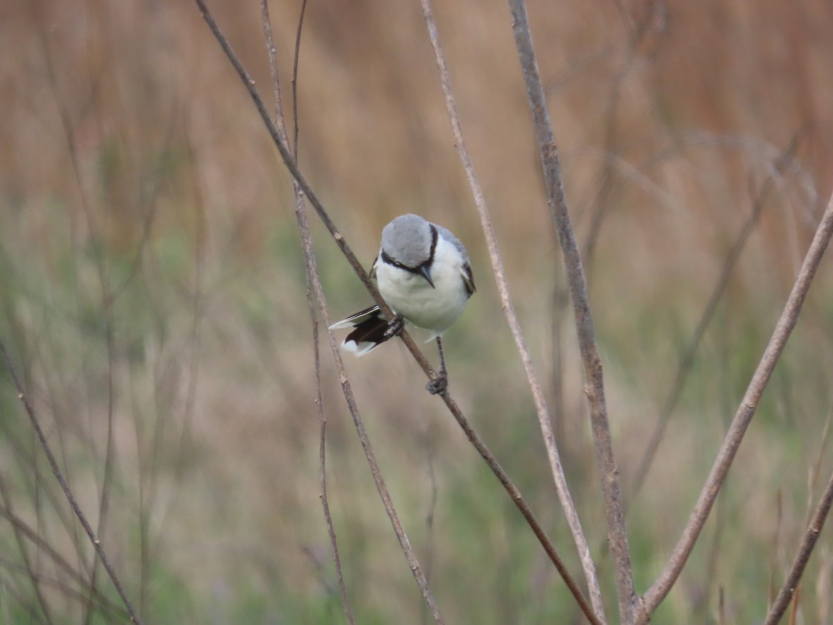 ťuhýk americký - ML636369586