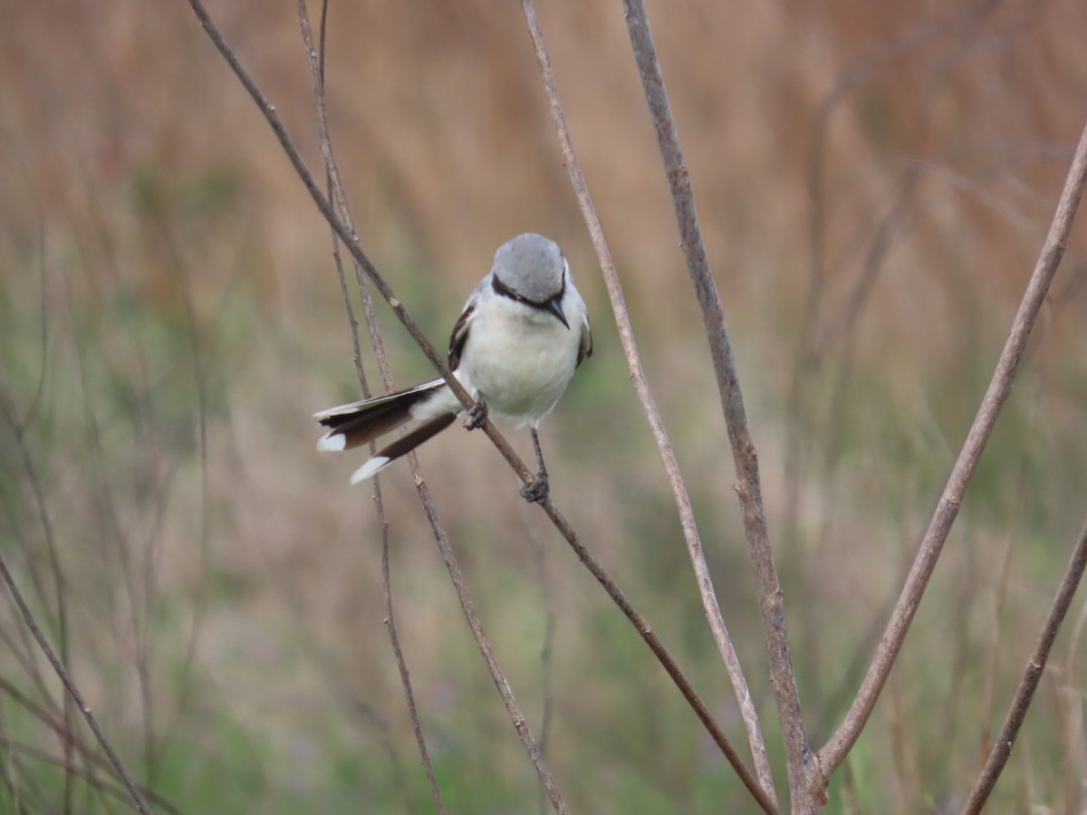 ťuhýk americký - ML636369587