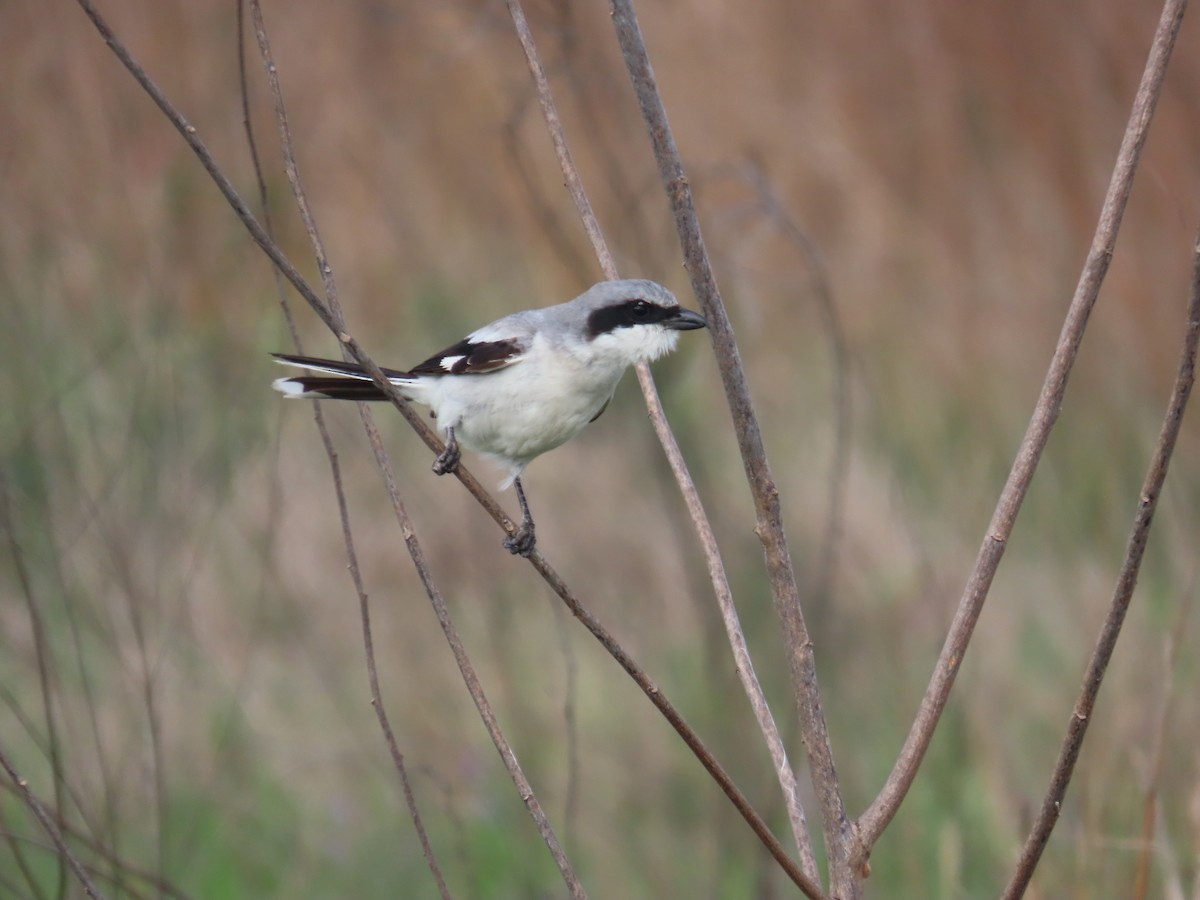 ťuhýk americký - ML636369588