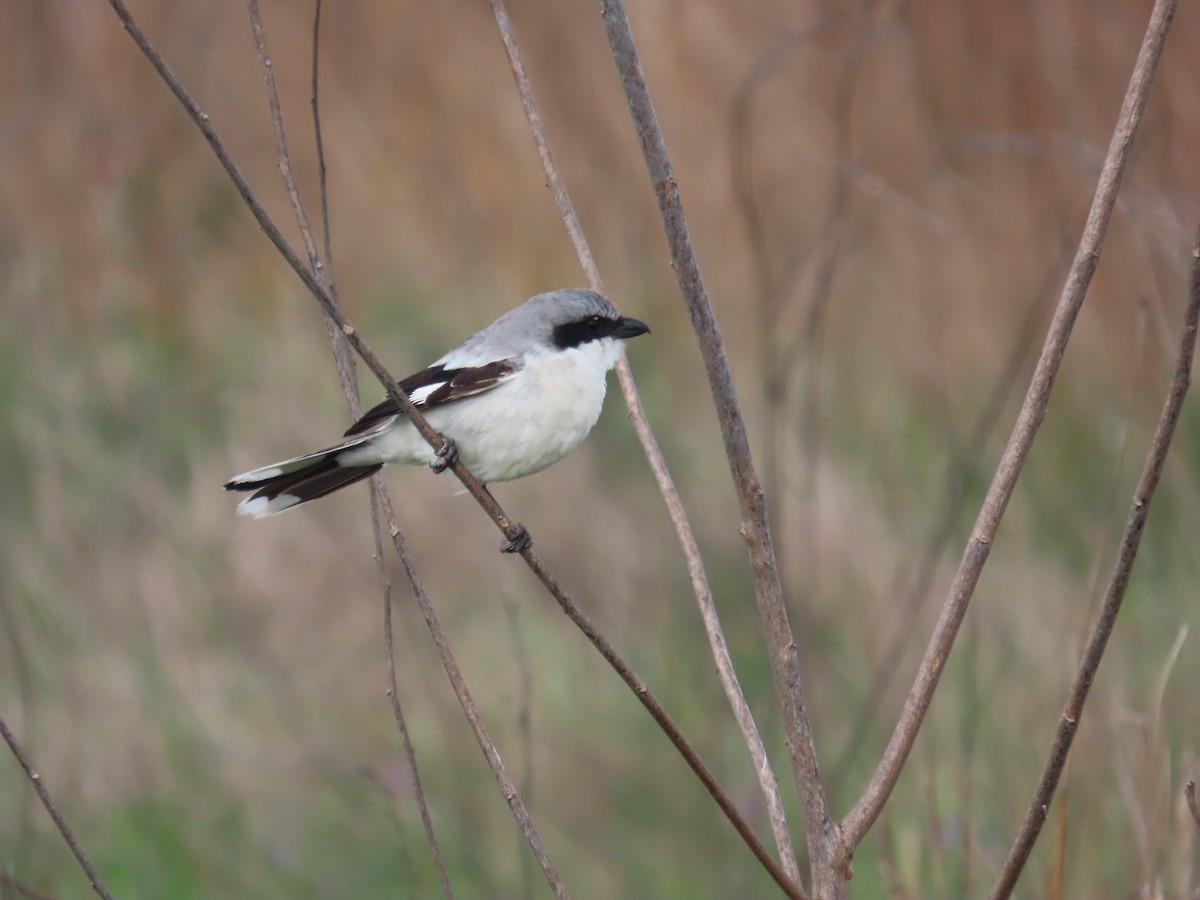 ťuhýk americký - ML636369589