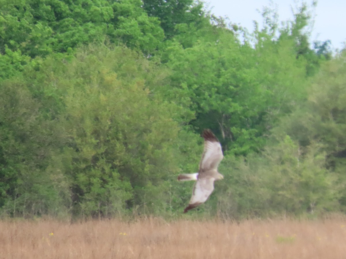 moták severoamerický - ML636369607