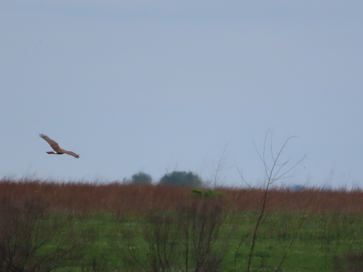 moták severoamerický - ML636369619