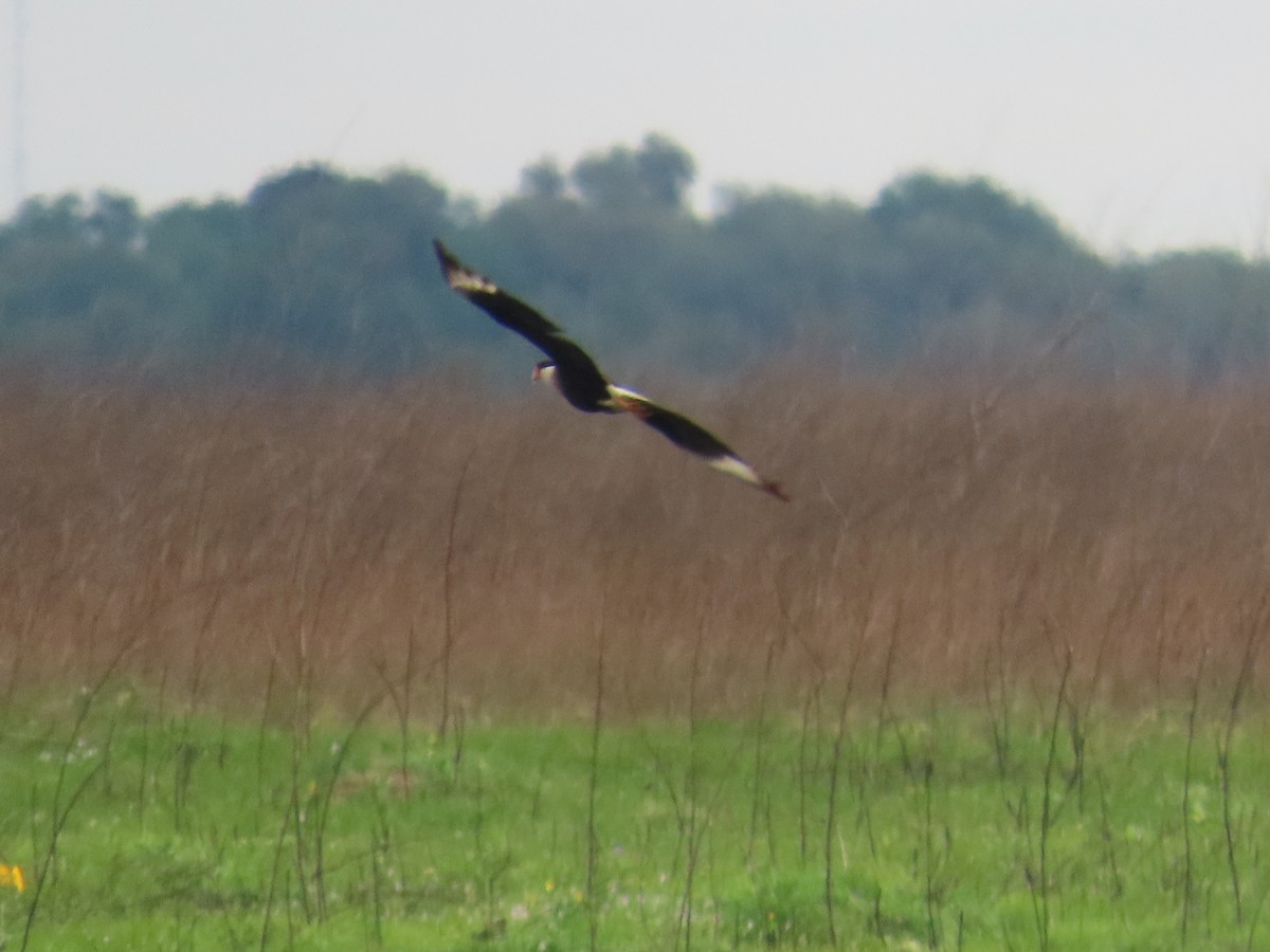 karančo jižní - ML636369648