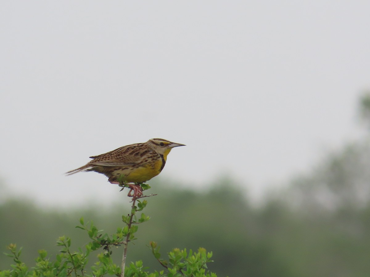 Eastern Meadowlark - ML636369693
