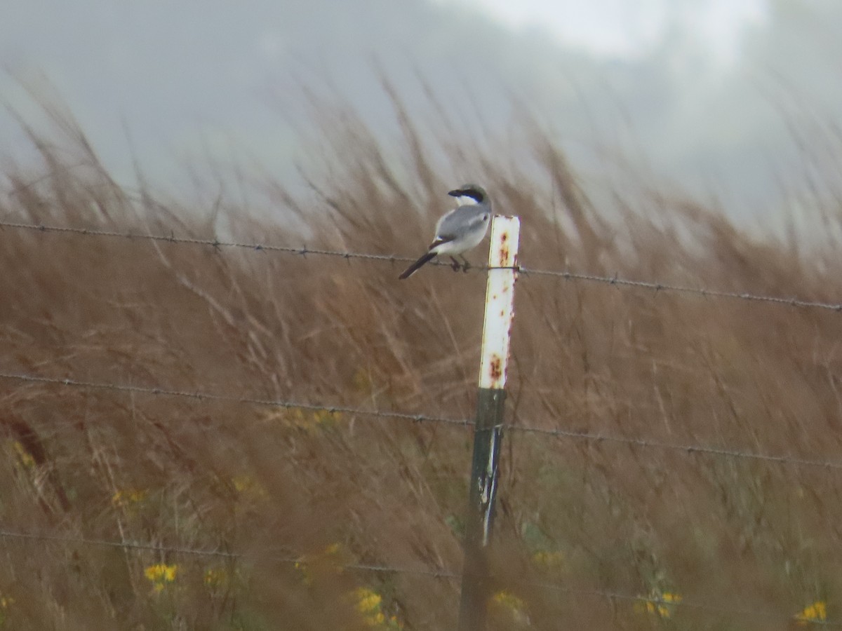 ťuhýk americký - ML636369783