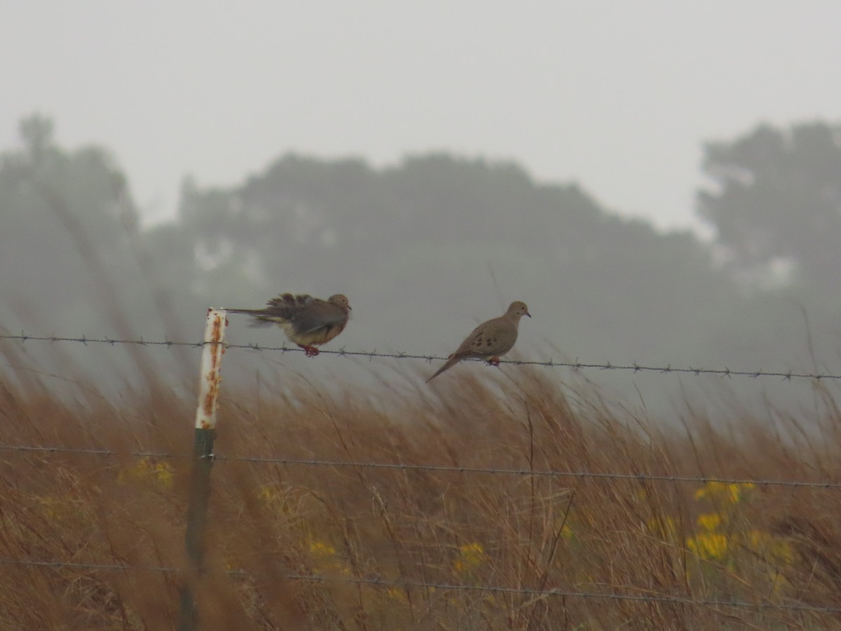 hrdlička karolínská - ML636369793