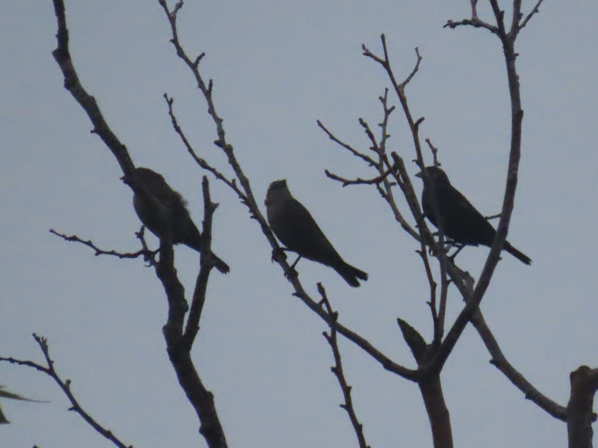 vlhovec hnědohlavý - ML636369918