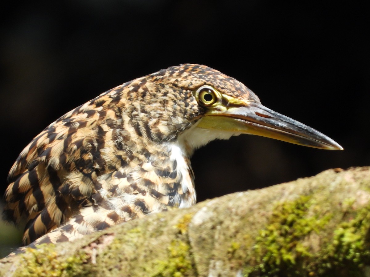 Fasciated Tiger-Heron - ML636369926