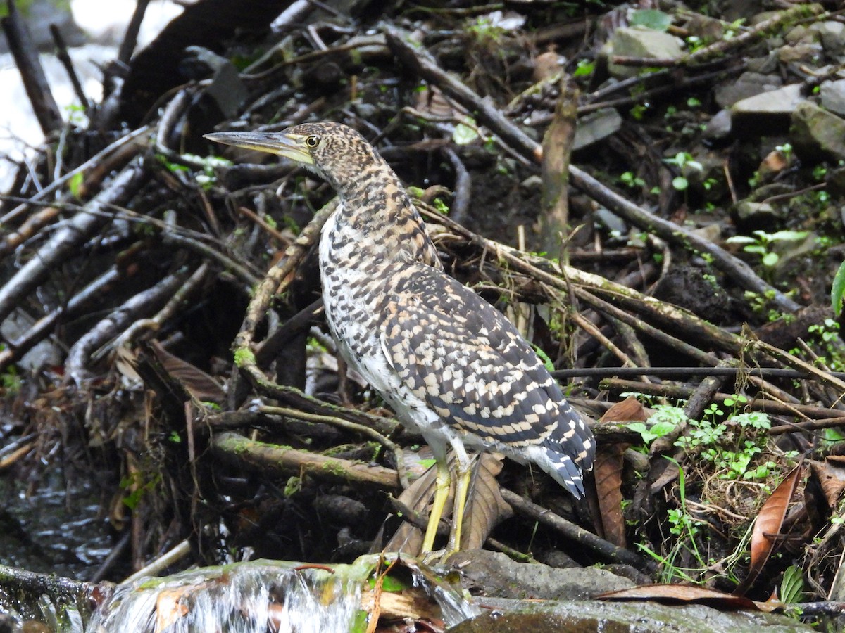 Fasciated Tiger-Heron - ML636370000