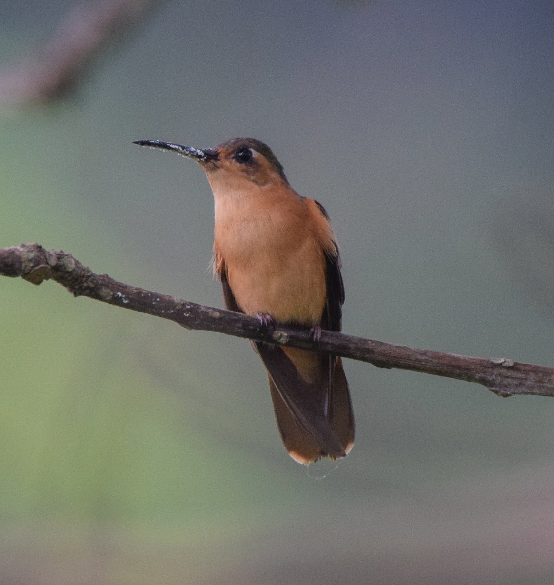 Rufous Sabrewing - ML636370030