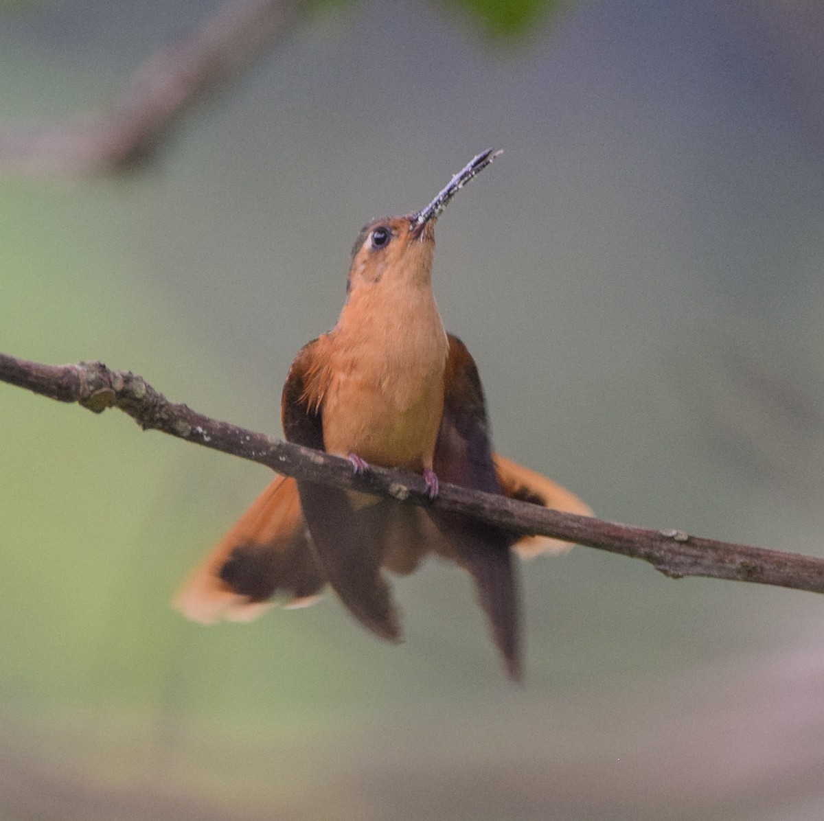 Rufous Sabrewing - ML636370031