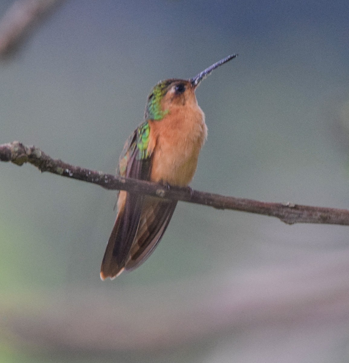 Rufous Sabrewing - ML636370032
