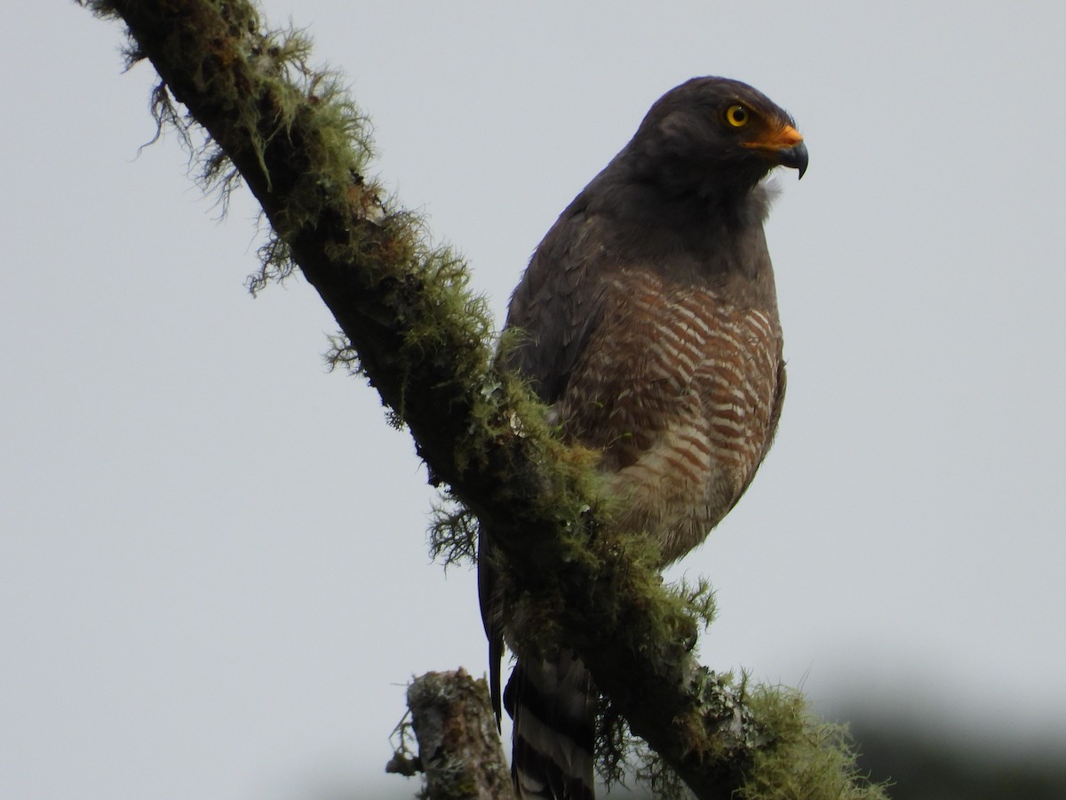 Roadside Hawk - ML636370044