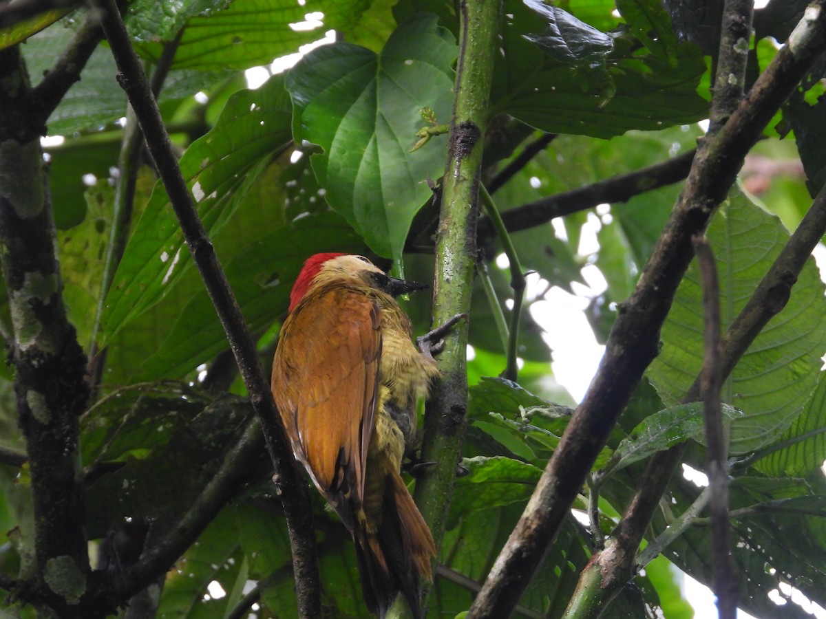 Golden-olive Woodpecker - ML636370079