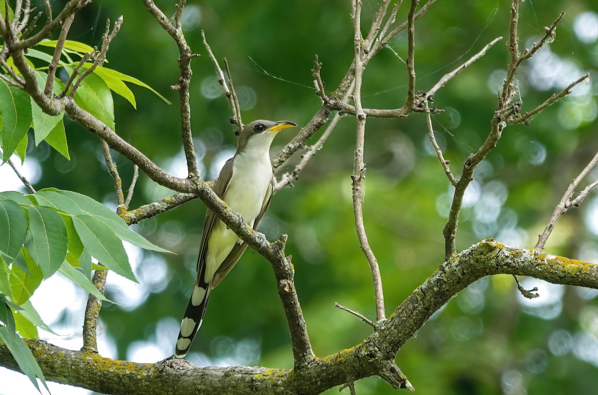 Yellow-billed Cuckoo - ML636370123