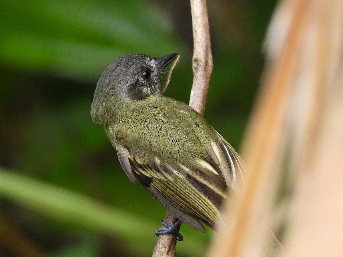 Slaty-capped Flycatcher - ML636370129