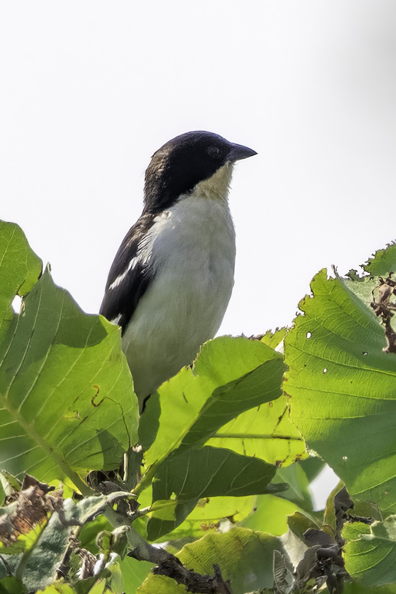White-rumped Tanager - ML636370162