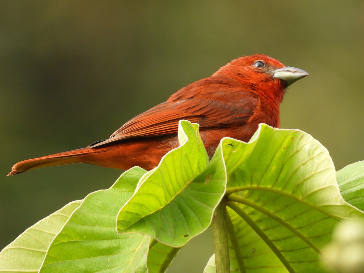 Hepatic Tanager - ML636370198