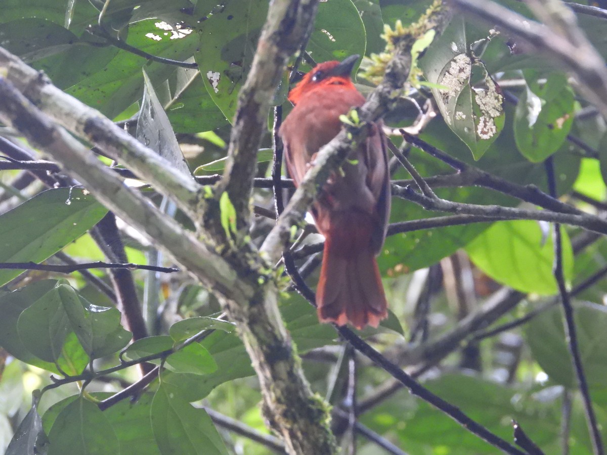 Crested Ant-Tanager - ML636370226