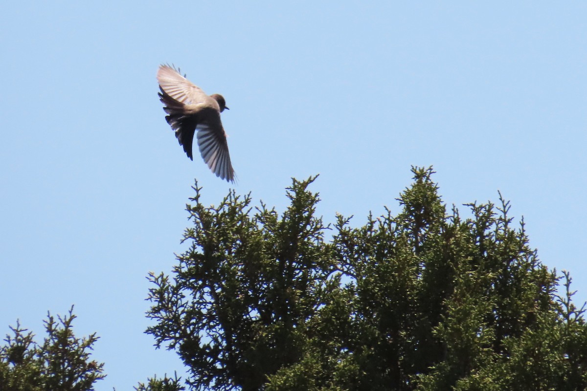 Say's Phoebe - ML636370236