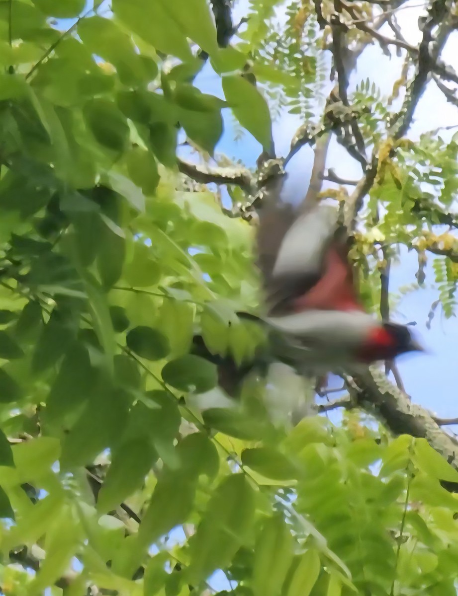 Rose-breasted Grosbeak - ML636370318