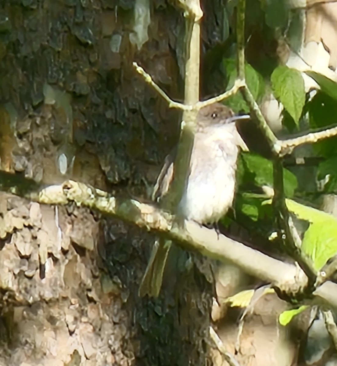Eastern Phoebe - ML636370412