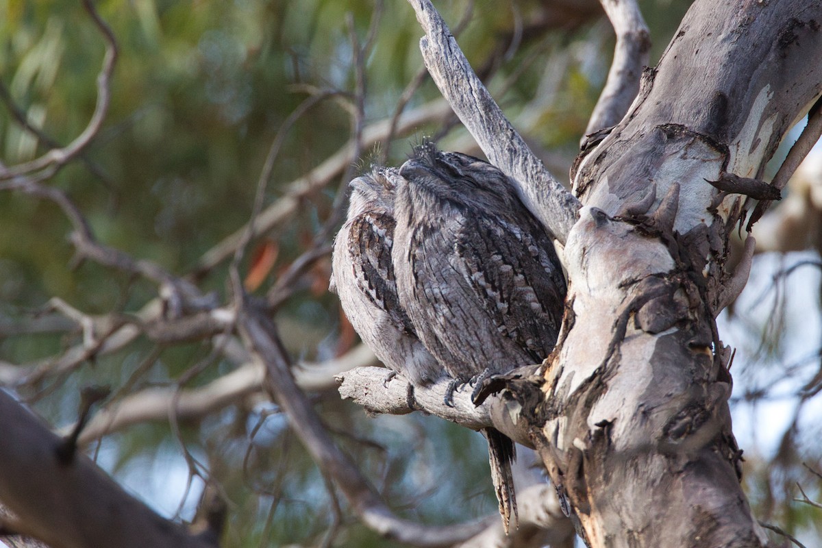 Tawny Frogmouth - ML636370437