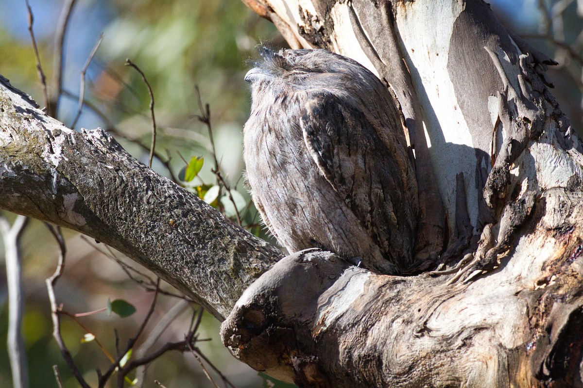 Tawny Frogmouth - ML636370438