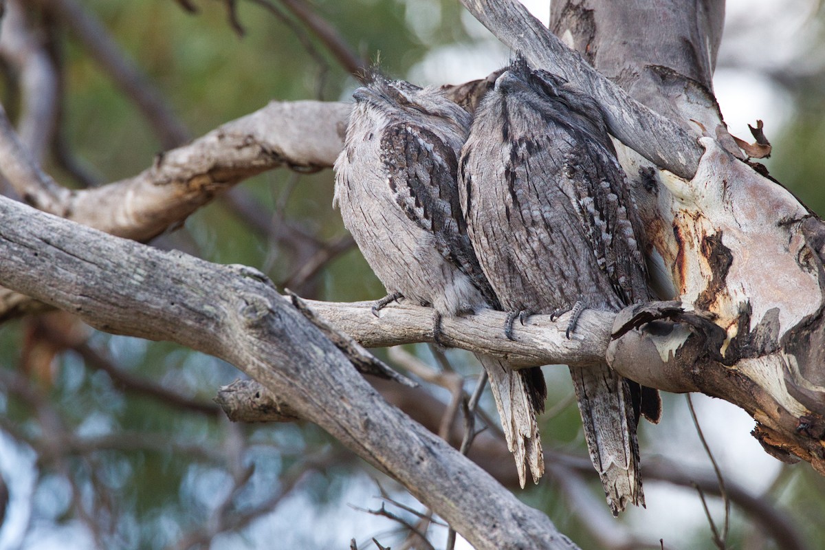 Tawny Frogmouth - ML636370439