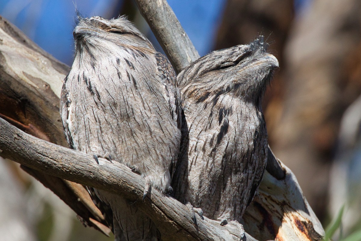 Tawny Frogmouth - ML636370442