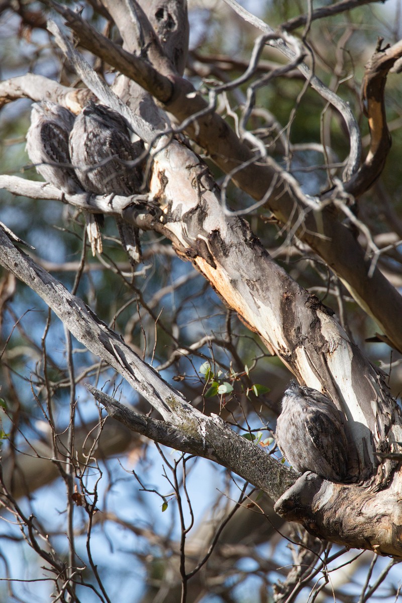 Tawny Frogmouth - ML636370447