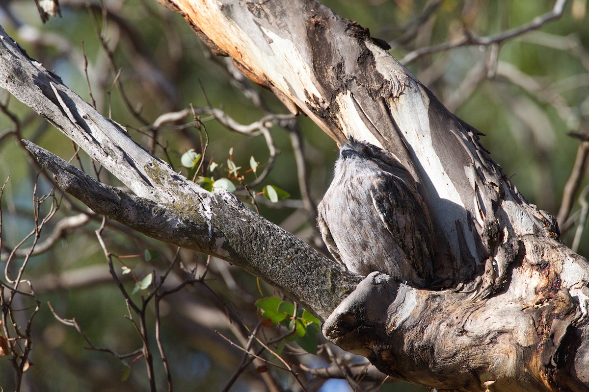 Tawny Frogmouth - ML636370448