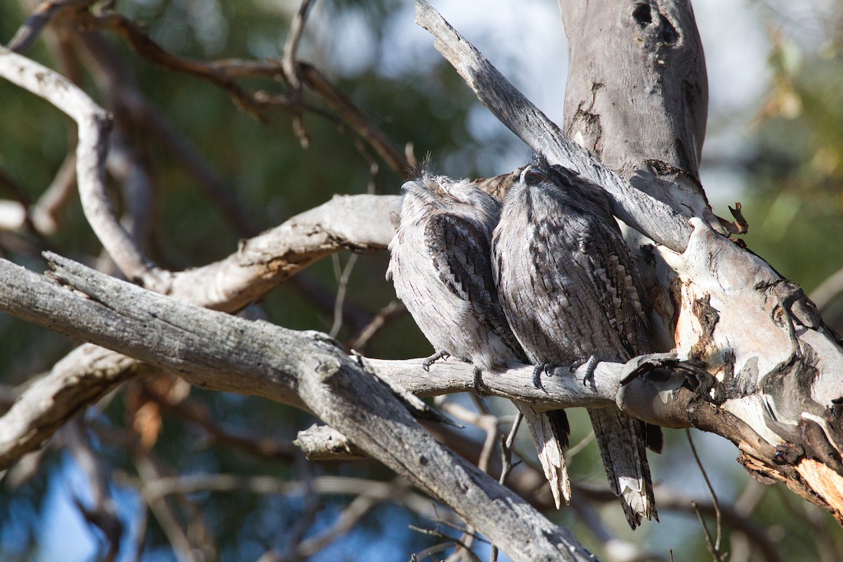 Tawny Frogmouth - ML636370450