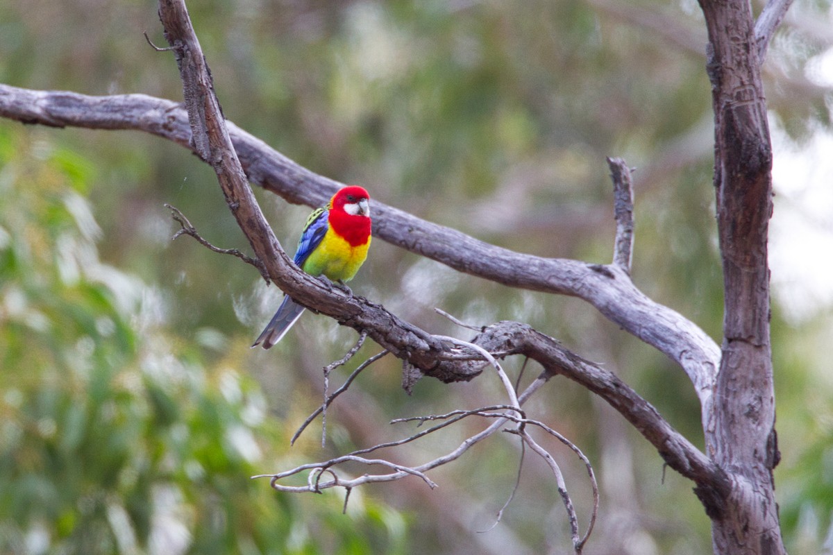 Eastern Rosella - ML636370460
