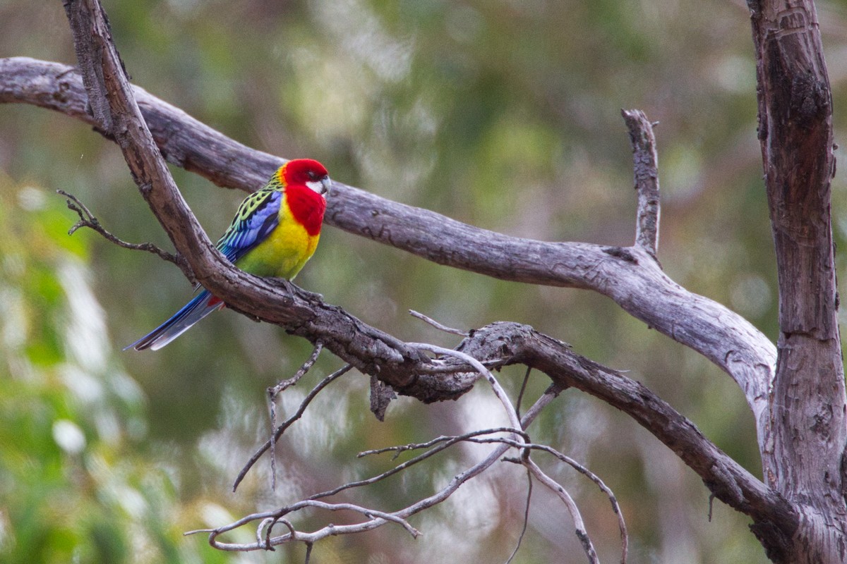 Eastern Rosella - ML636370462