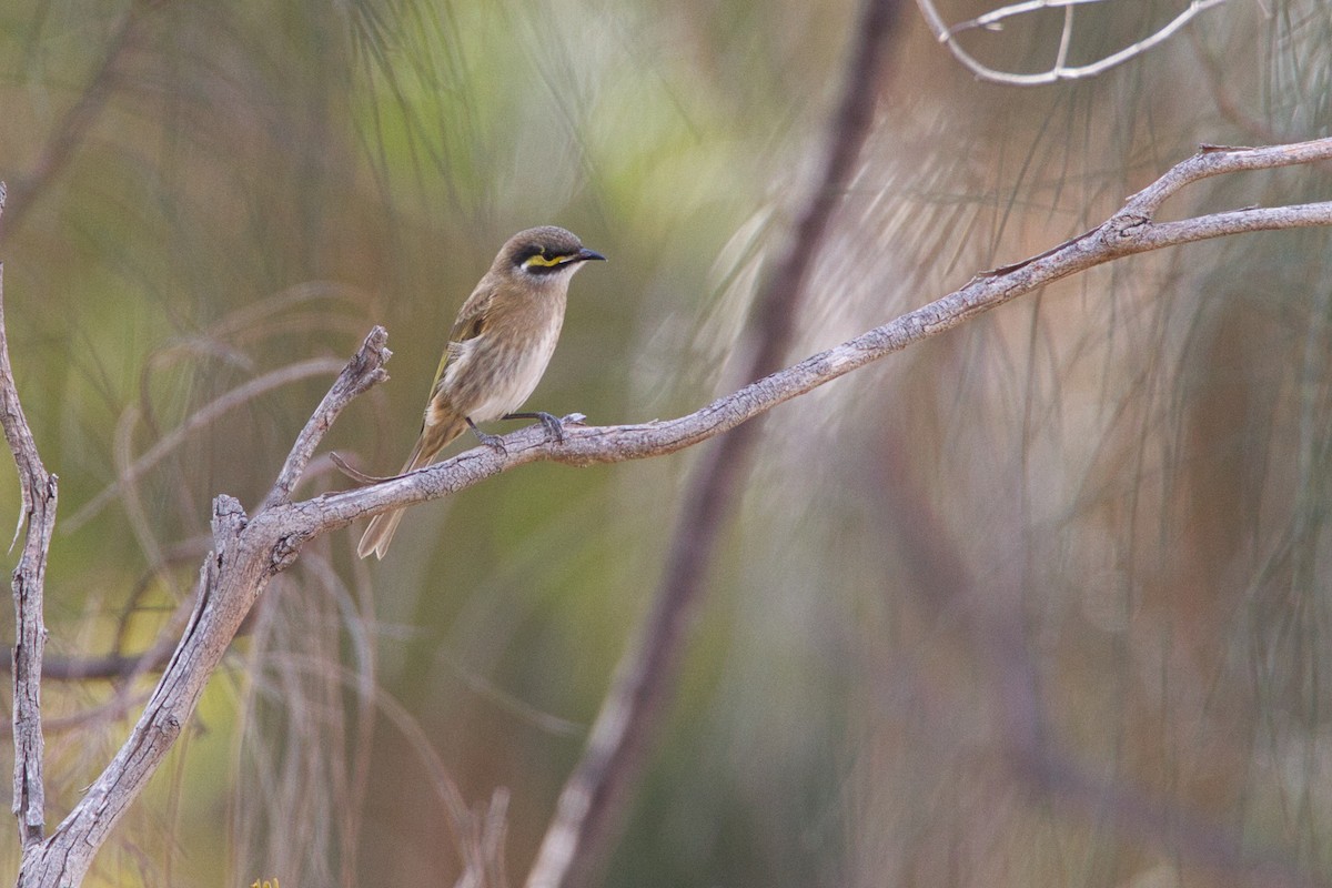 Yellow-faced Honeyeater - ML636370473