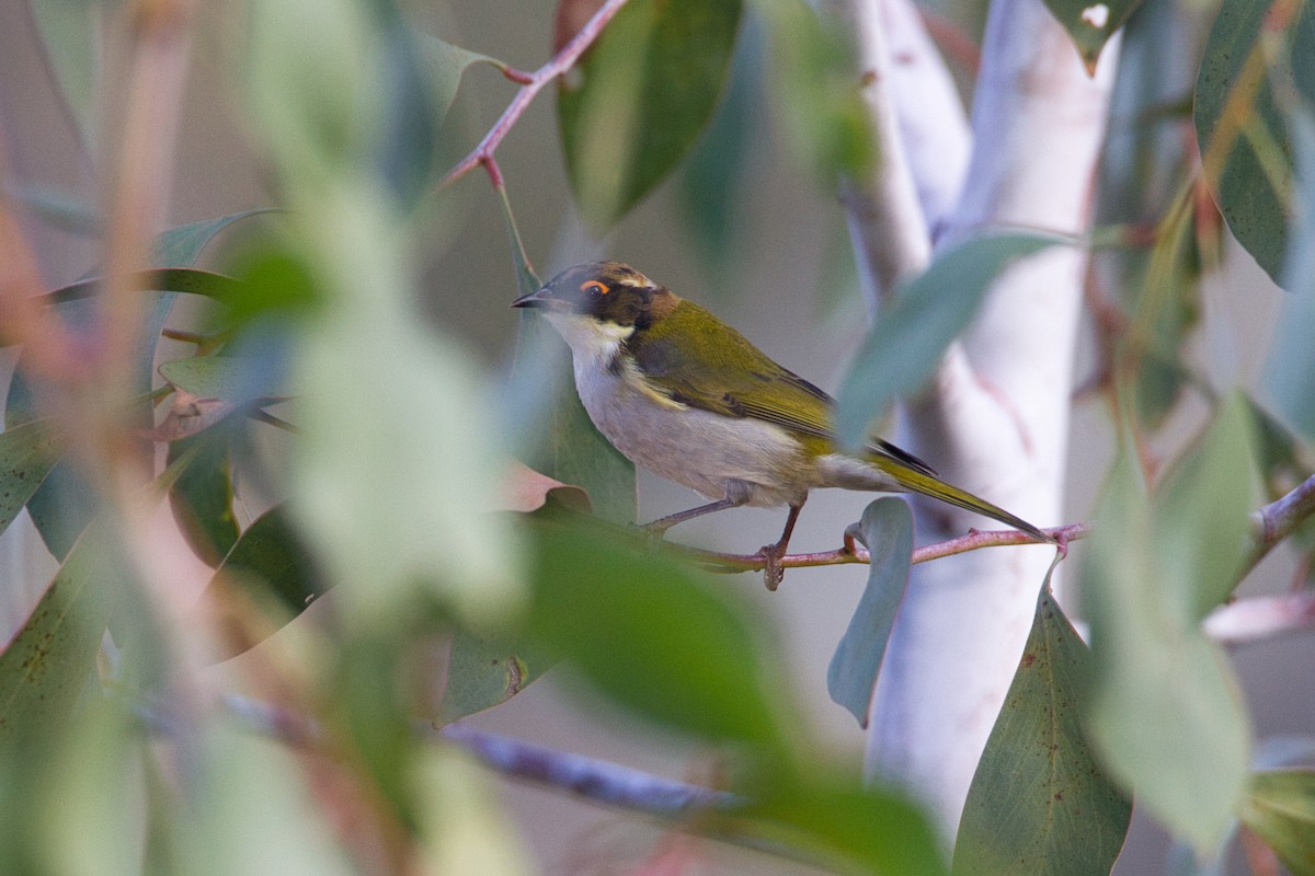 White-naped Honeyeater - ML636370483